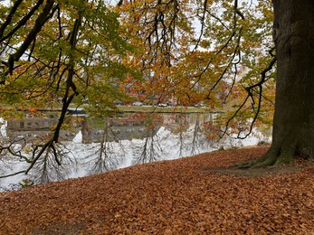 Photo of Tree and fallen leaves near pond in park