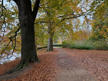 Photo of Tree and fallen leaves near pond in park