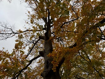 Photo of Tree with beautiful golden leaves outdoors, low angle view