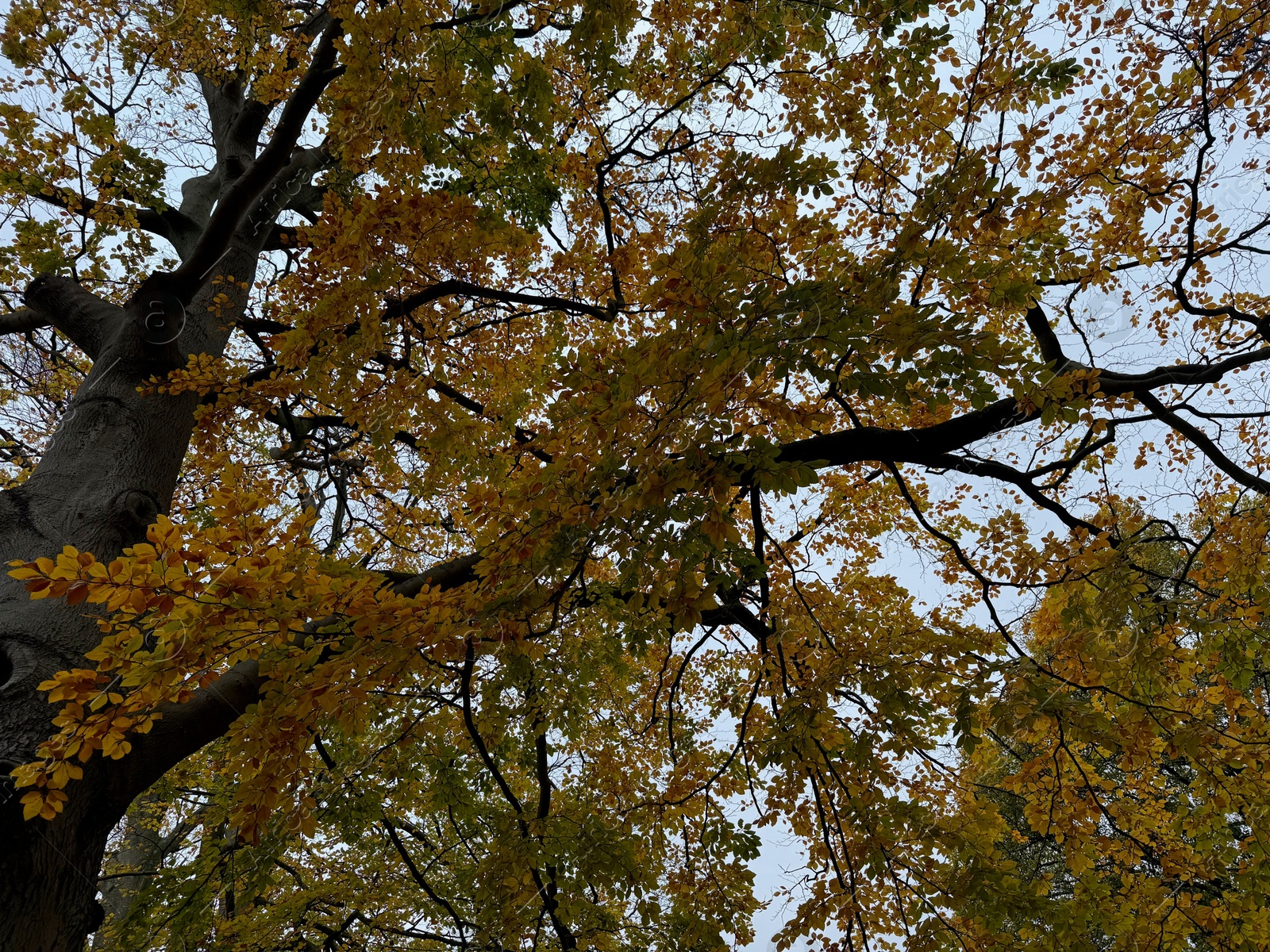 Photo of Tree with beautiful golden leaves outdoors, low angle view