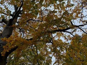 Photo of Tree with beautiful golden leaves outdoors, low angle view