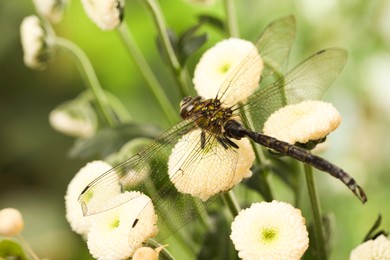 Photo of Beautiful dragonfly on flowers against blurred green background, macro view