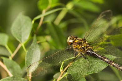 Photo of Beautiful dragonfly on green leaf outdoors, macro view