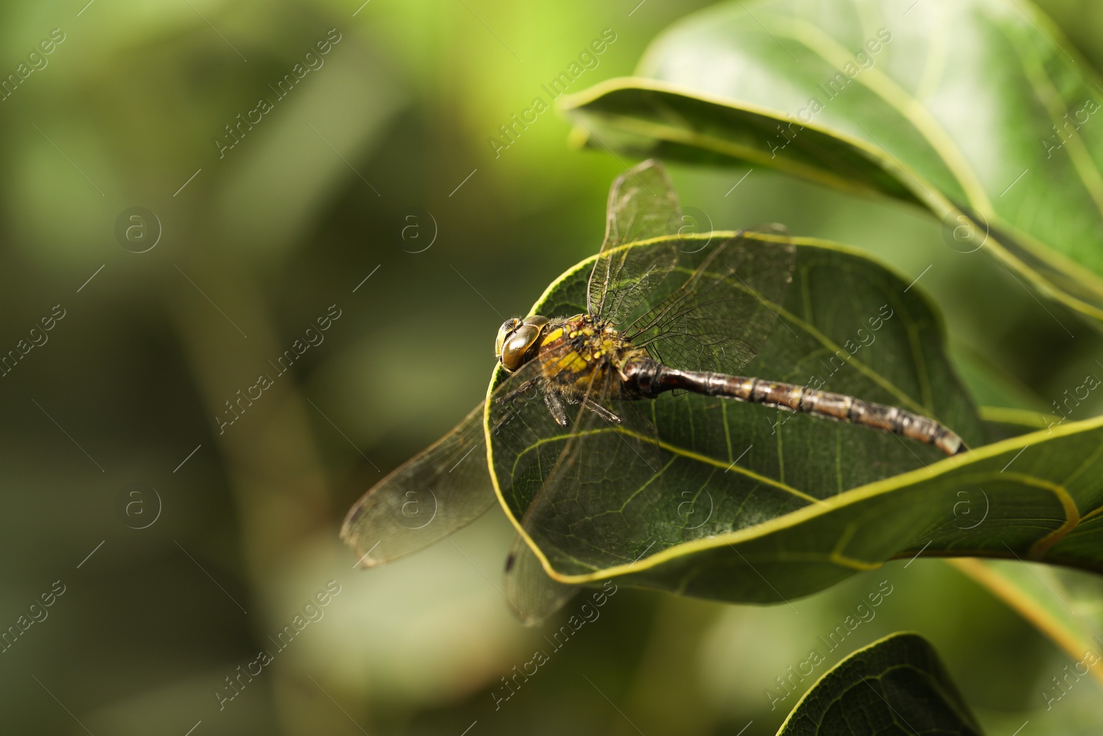 Photo of Beautiful dragonfly on green leaf outdoors, macro view. Space for text