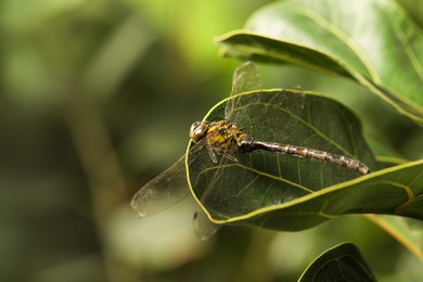 Photo of Beautiful dragonfly on green leaf outdoors, macro view. Space for text