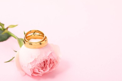 Photo of Golden wedding rings and flower on pink background, closeup. Space for text