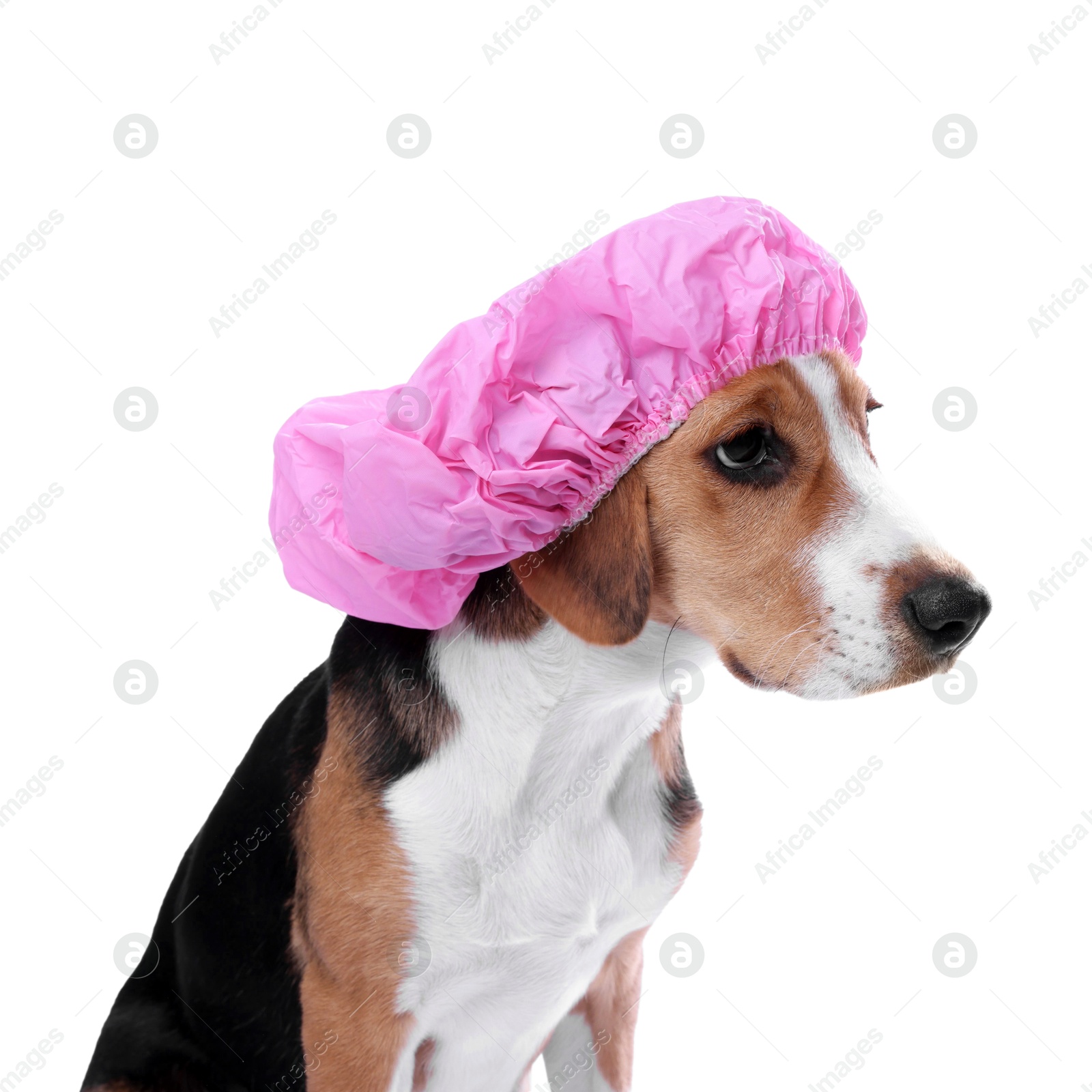 Photo of Adorable dog in pink shower cap on white background