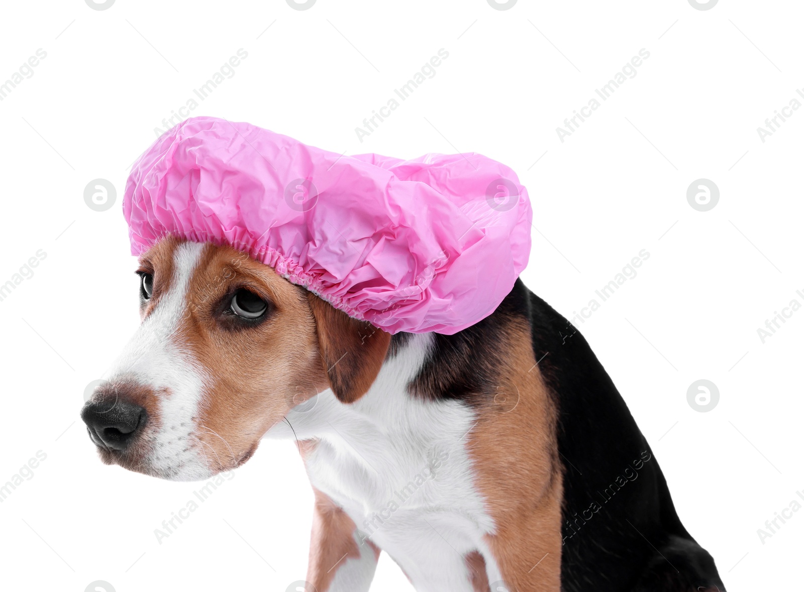 Photo of Adorable dog in pink shower cap on white background