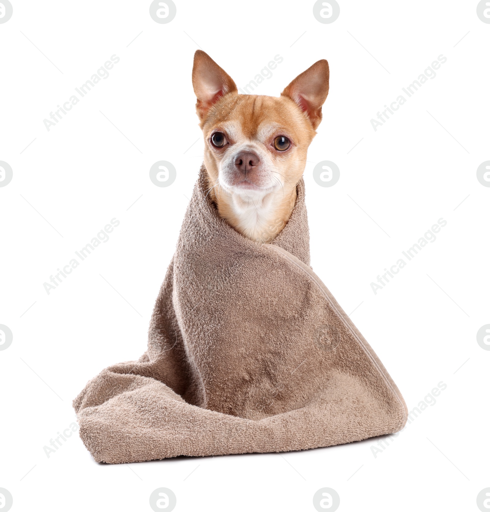 Photo of Cute funny dog wrapped in towel on white background