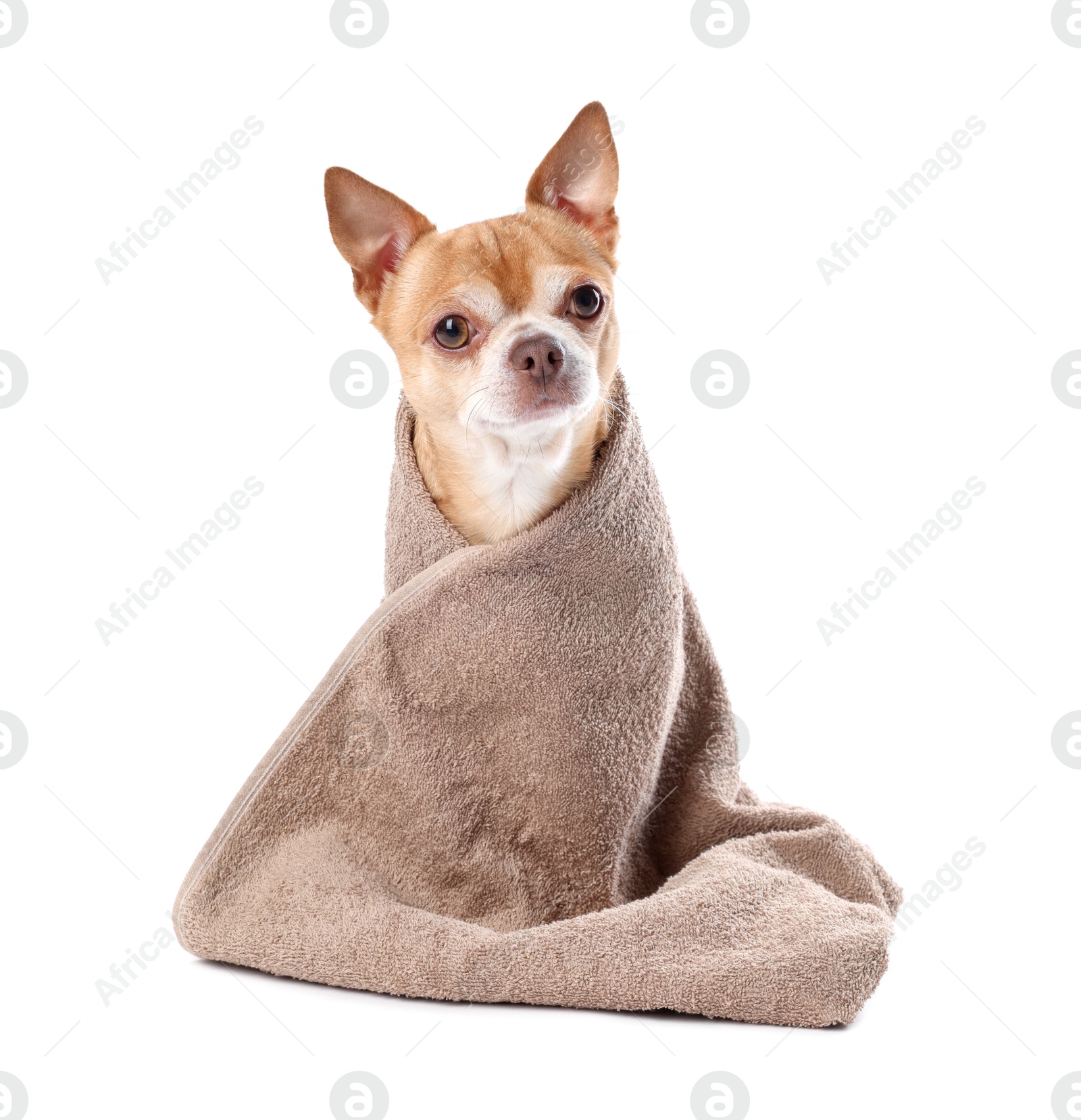 Photo of Cute funny dog wrapped in towel on white background