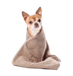 Photo of Cute funny dog wrapped in towel on white background