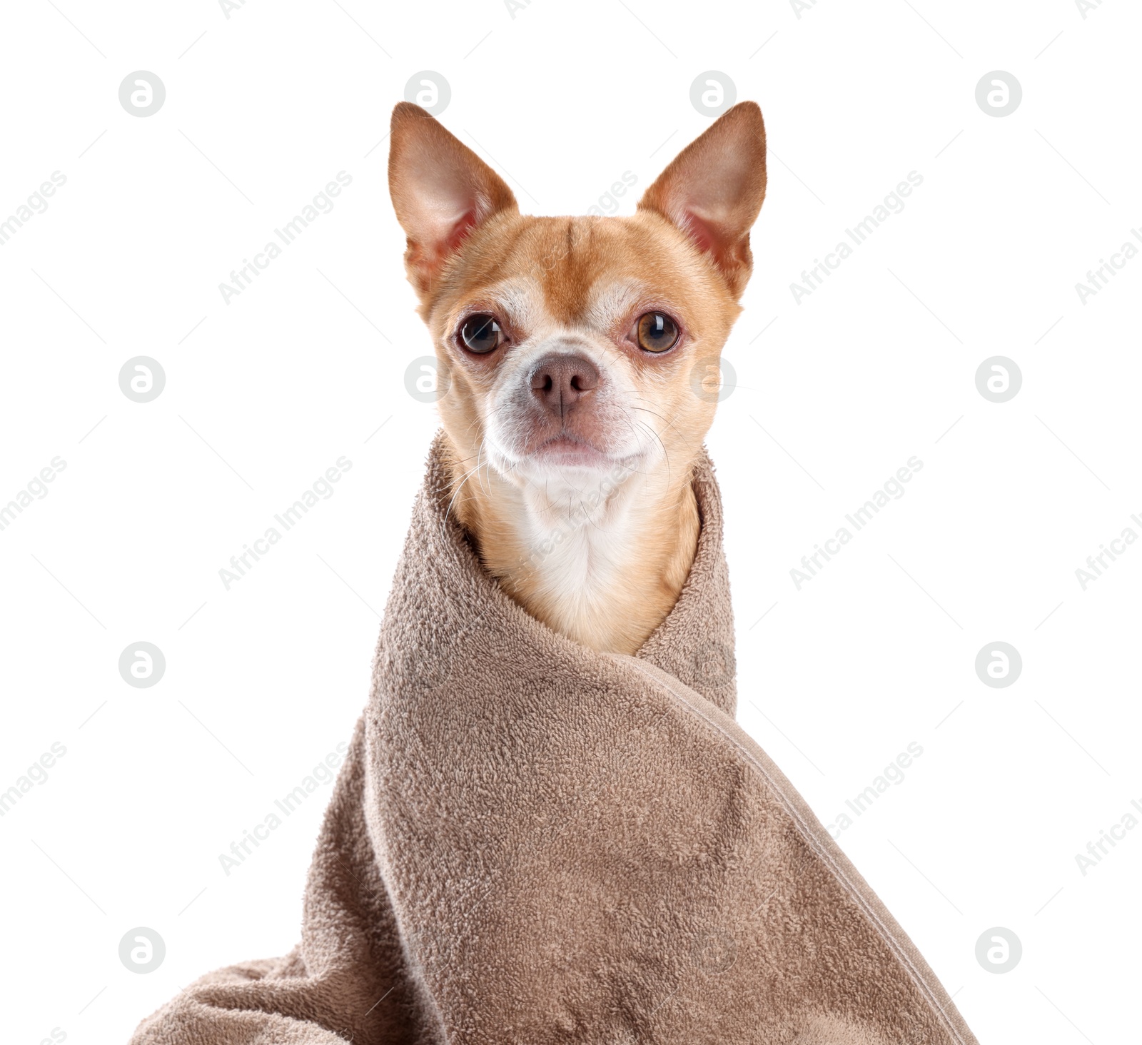 Photo of Cute funny dog wrapped in towel on white background