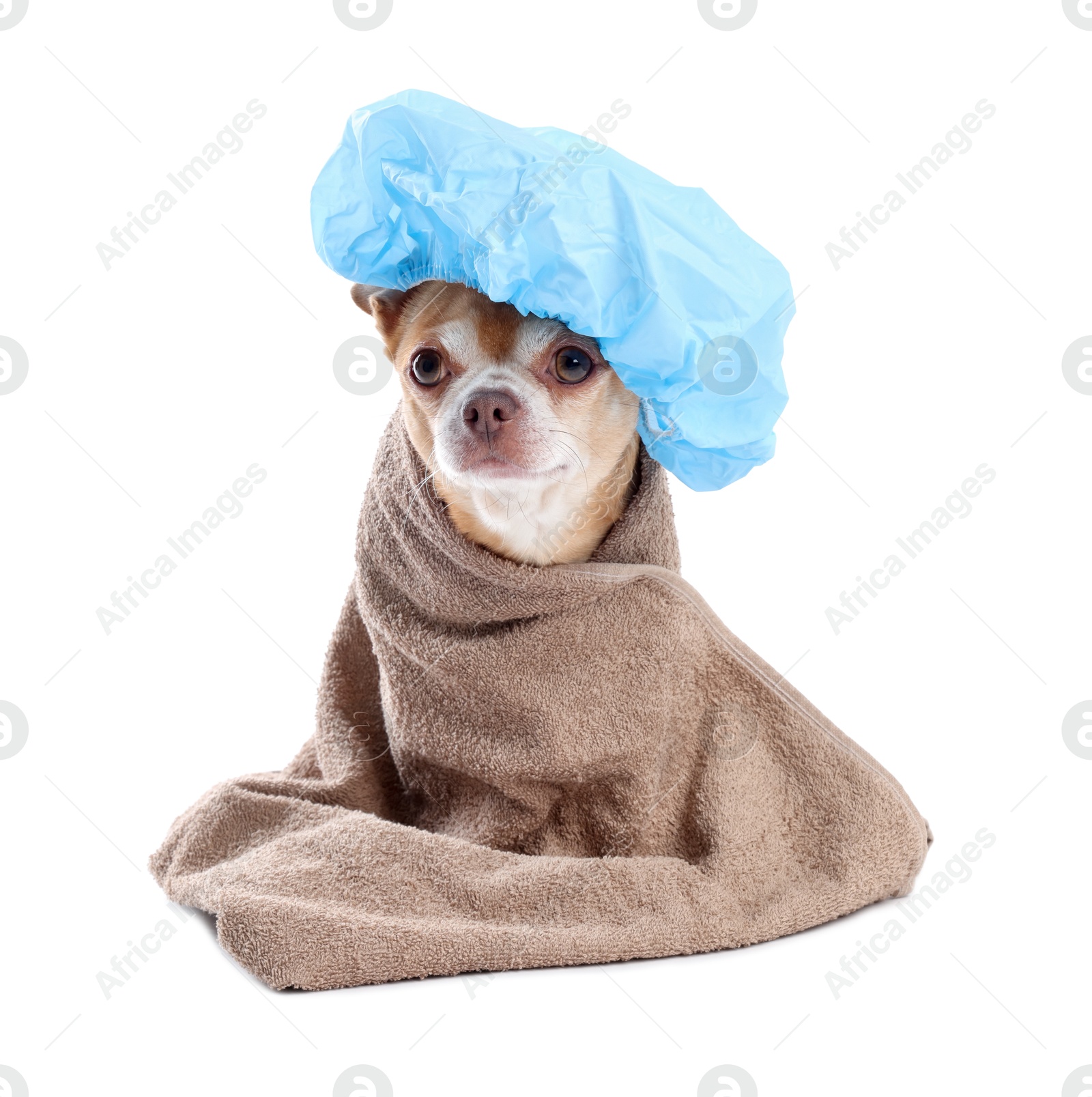 Photo of Cute funny dog with light blue shower cap and towel on white background