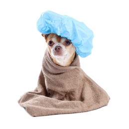 Photo of Cute funny dog with light blue shower cap and towel on white background