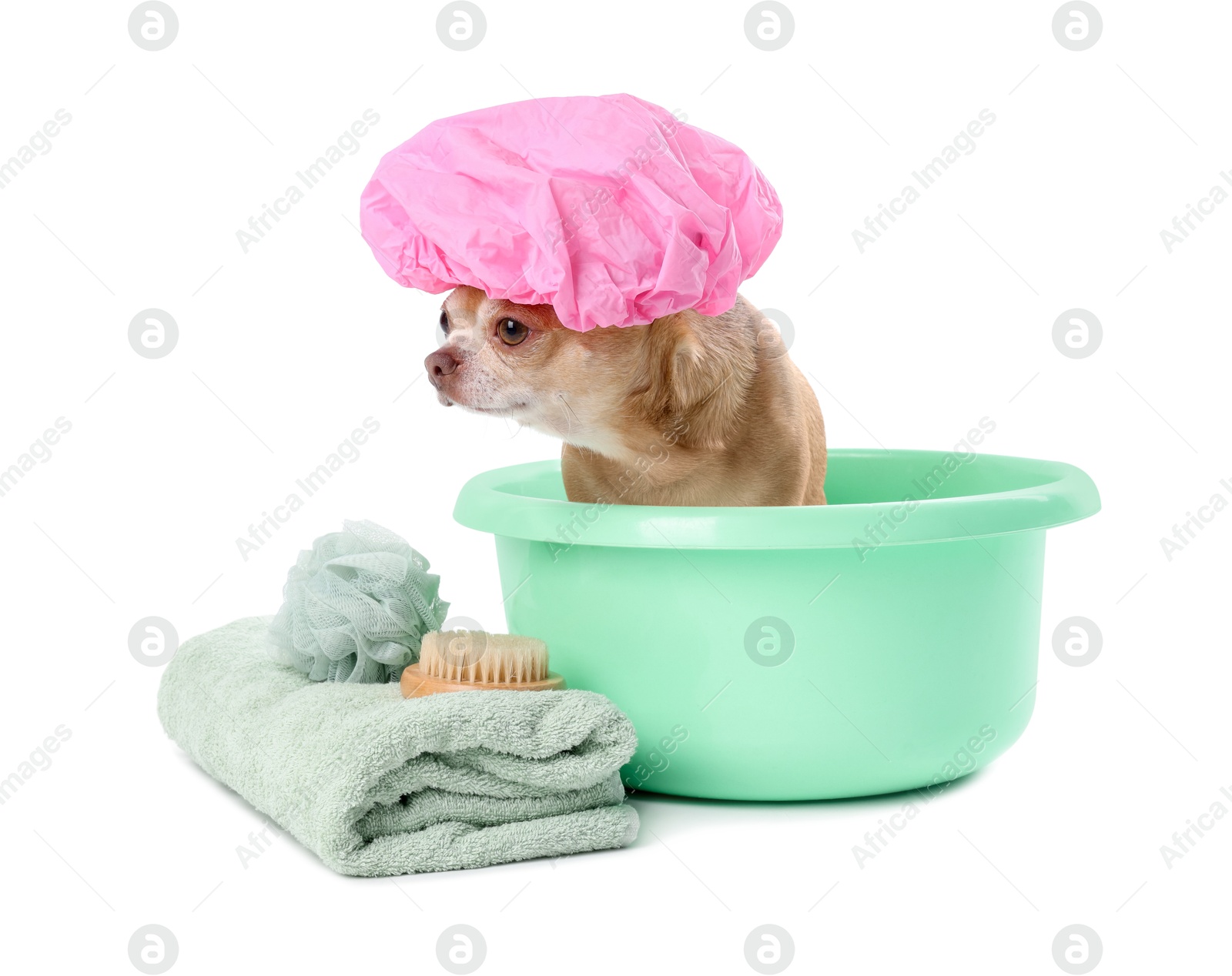 Photo of Cute funny dog with pink shower cap and different accessories for bathing on white background