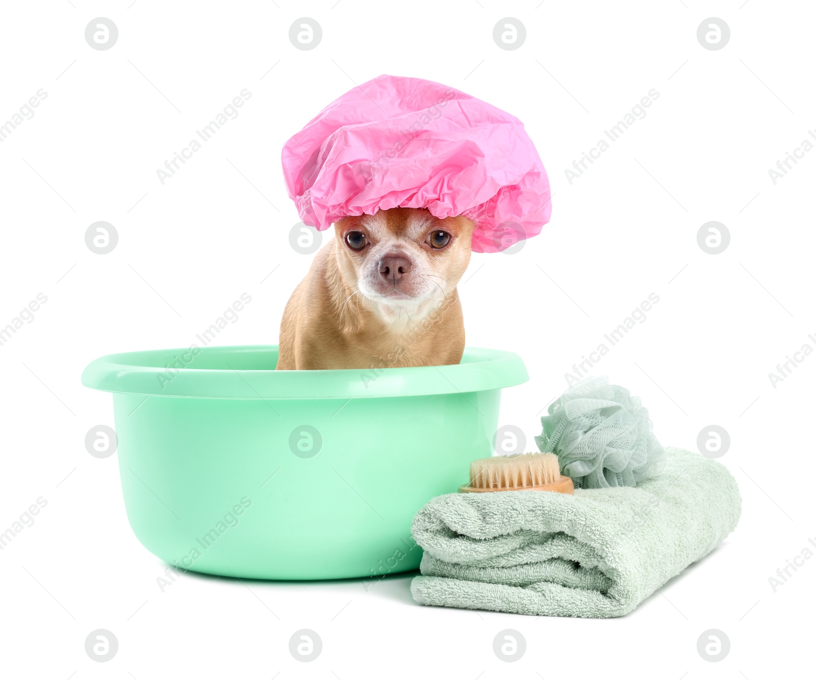 Photo of Cute funny dog with pink shower cap and different accessories for bathing on white background