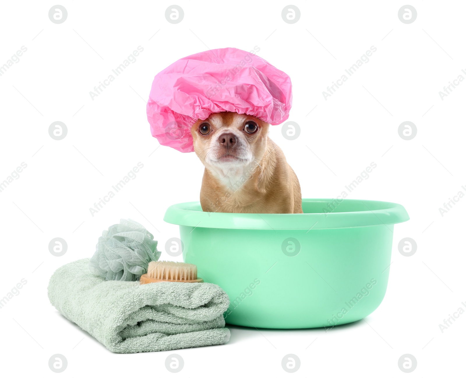 Photo of Cute funny dog with pink shower cap and different accessories for bathing on white background