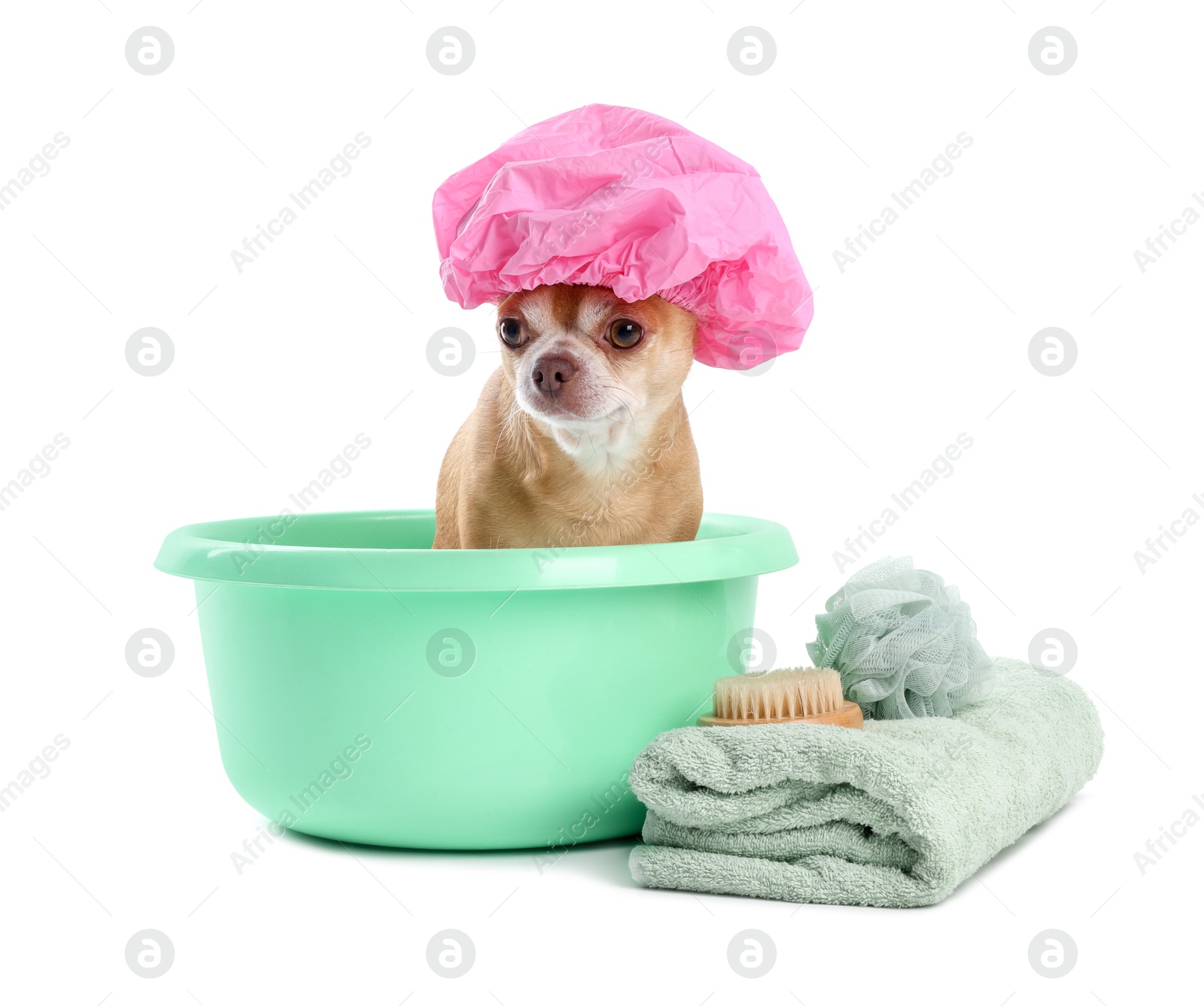 Photo of Cute funny dog with pink shower cap and different accessories for bathing on white background