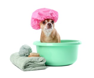 Photo of Cute funny dog with pink shower cap and different accessories for bathing on white background