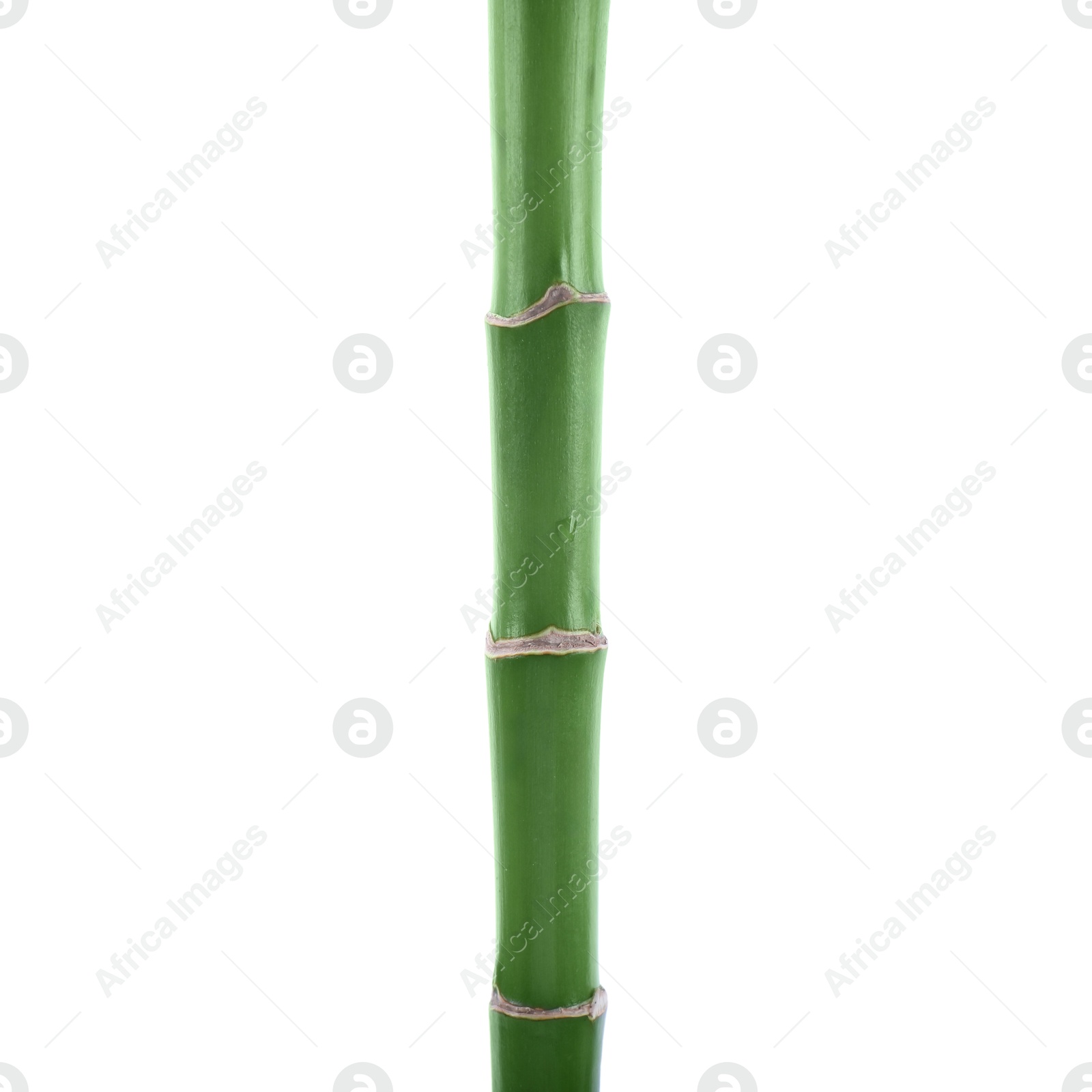 Photo of Stem of decorative bamboo plant isolated on white