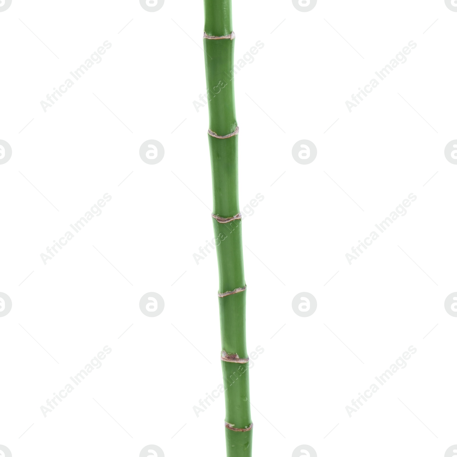 Photo of Stem of decorative bamboo plant isolated on white