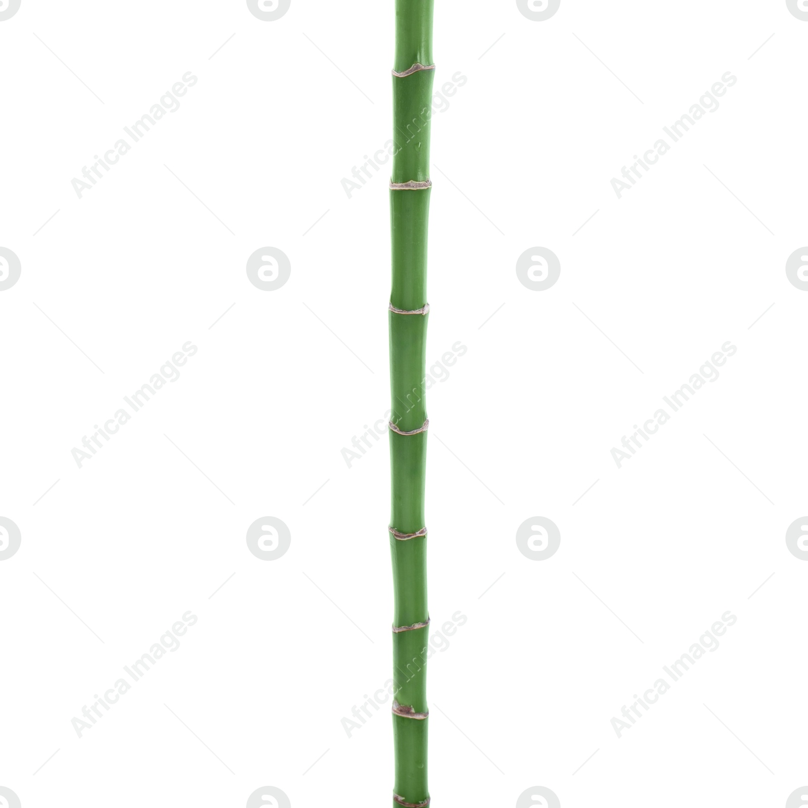 Photo of Stem of decorative bamboo plant isolated on white