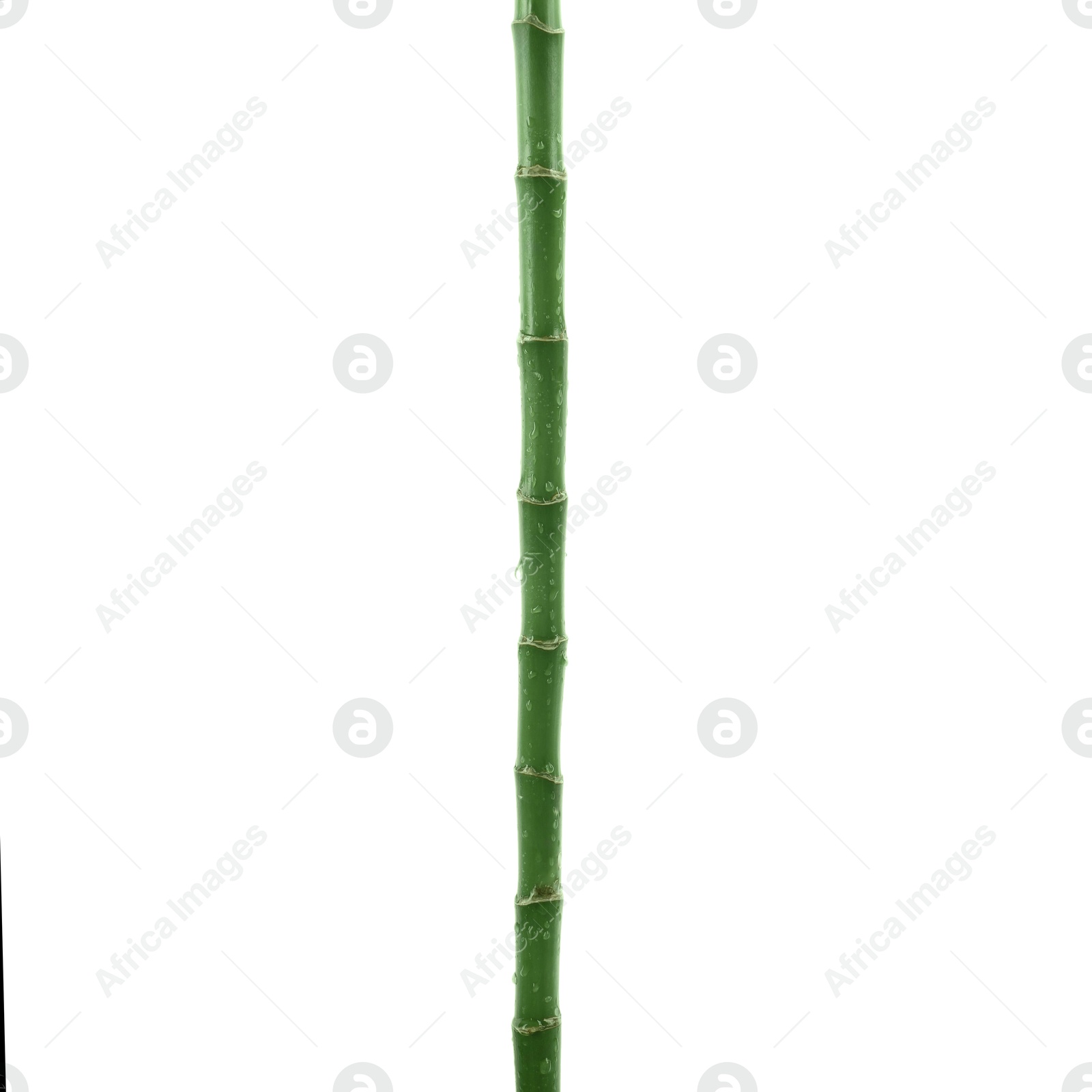 Photo of Stem of decorative bamboo plant isolated on white