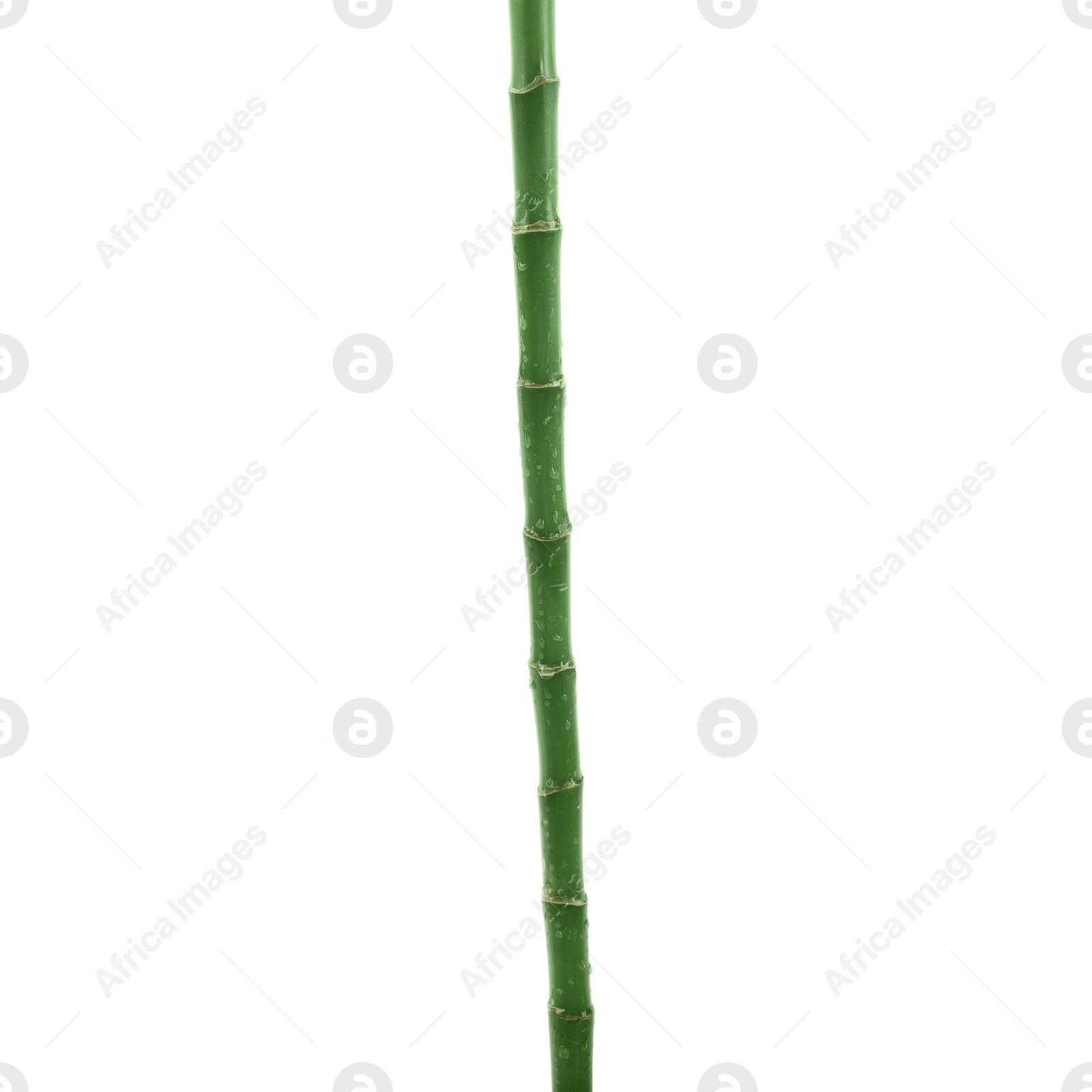 Photo of Stem of decorative bamboo plant isolated on white