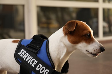 Photo of Cute Jack Russell Terrier wearing service dog vest outdoors, closeup