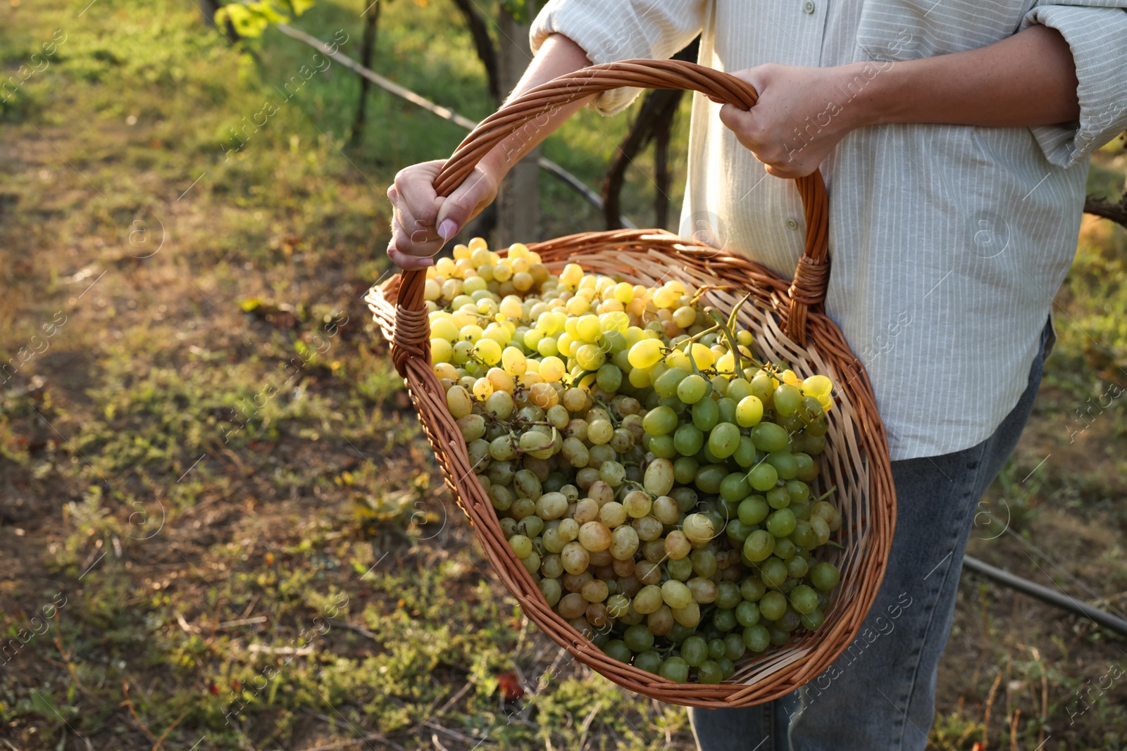 Photo of Farmer with wicker basket of ripe grapes in vineyard, closeup. Space for text