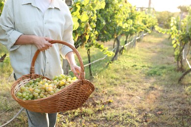 Photo of Farmer with wicker basket of ripe grapes in vineyard, closeup. Space for text