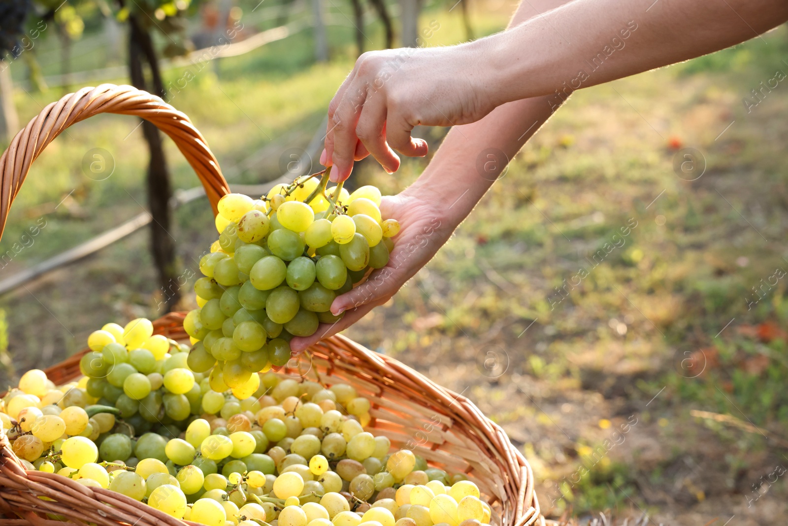 Photo of Farmer picking ripe grapes in vineyard, closeup