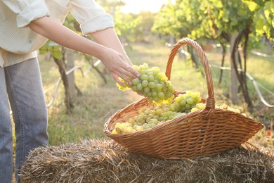 Photo of Farmer picking ripe grapes in vineyard, closeup