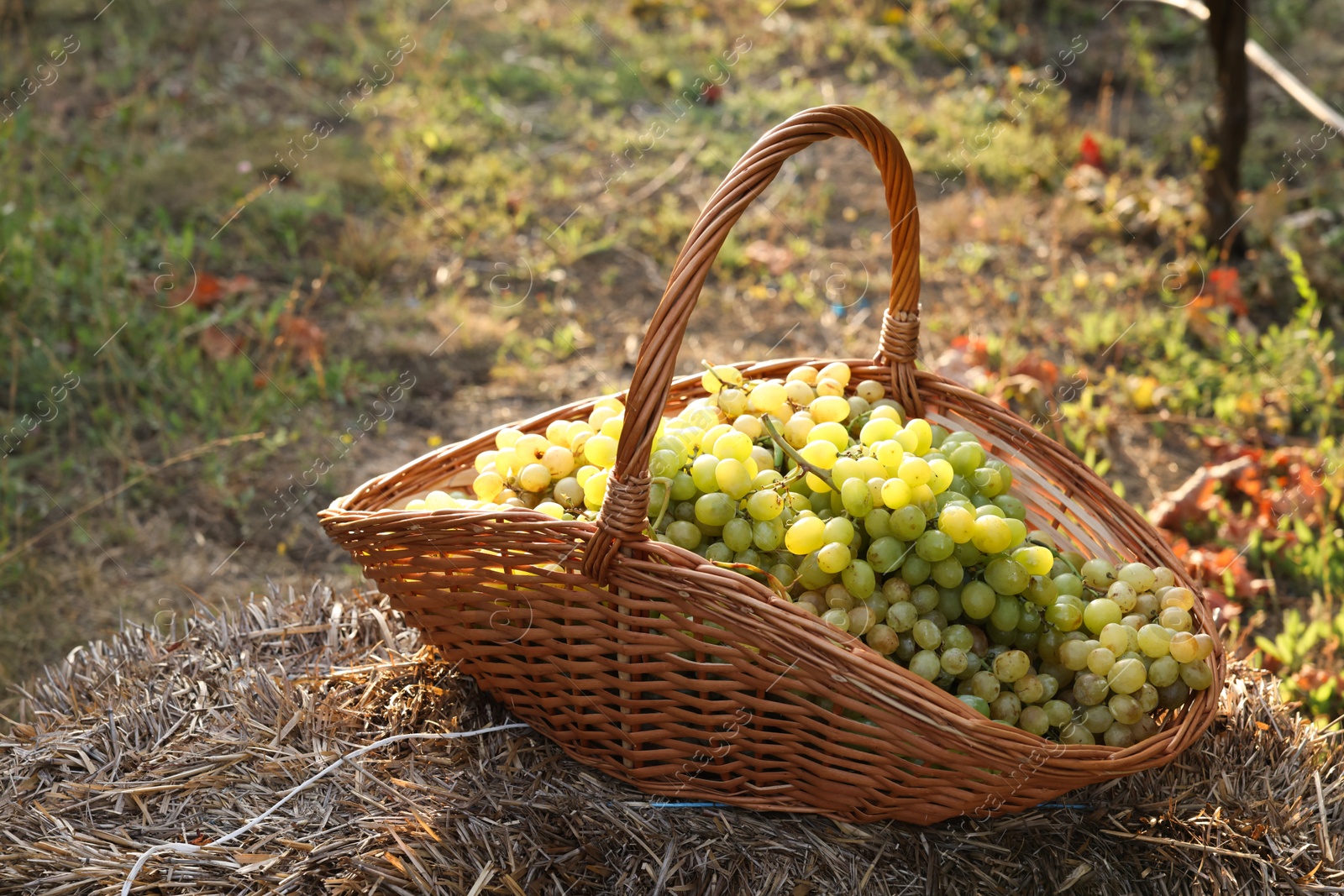 Photo of Ripe grapes in wicker basket outdoors on sunny day