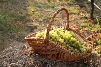 Photo of Ripe grapes in wicker basket outdoors on sunny day