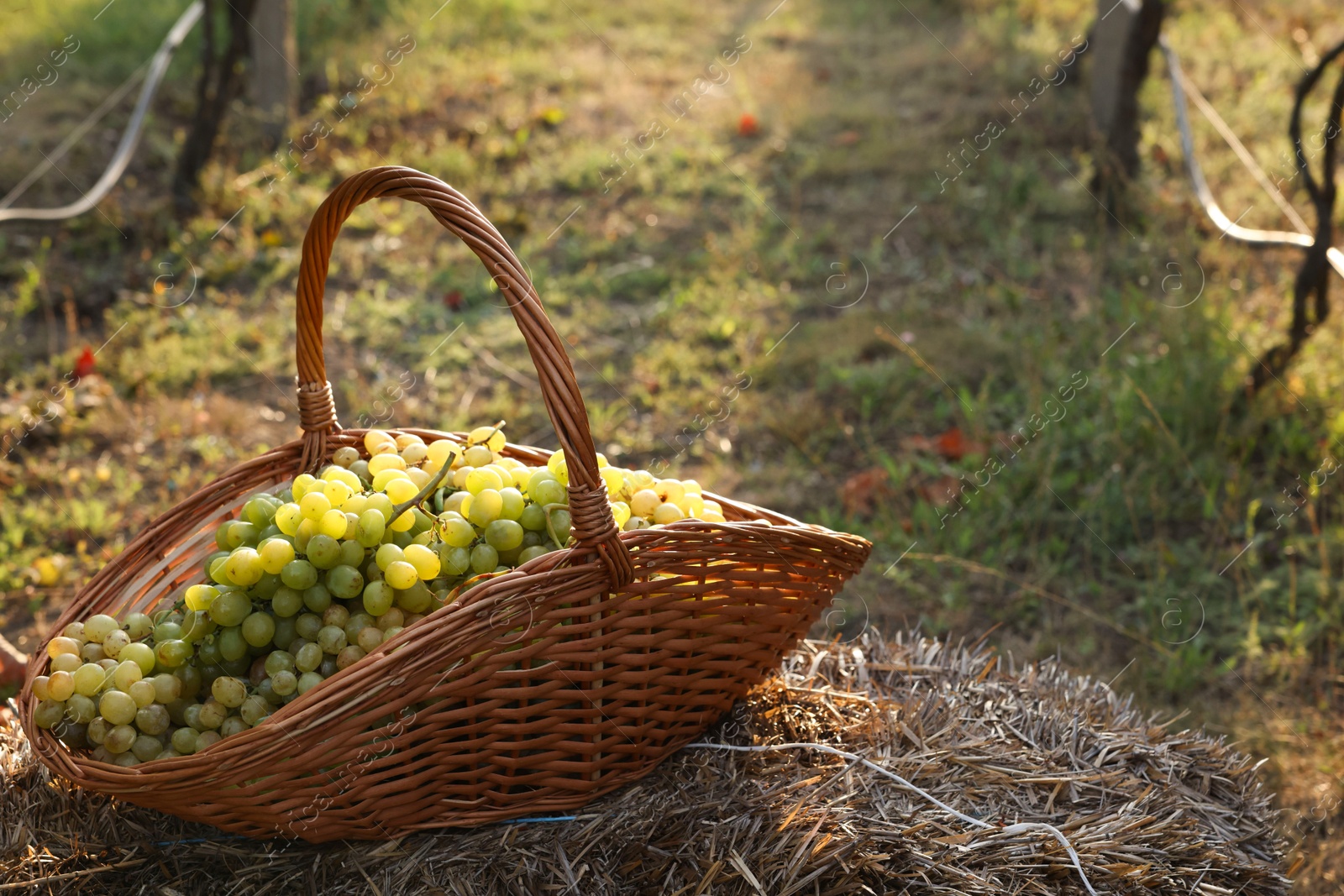 Photo of Ripe grapes in wicker basket outdoors on sunny day