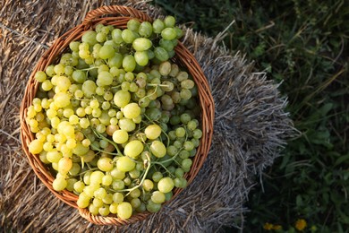 Photo of Ripe grapes in wicker basket outdoors, top view