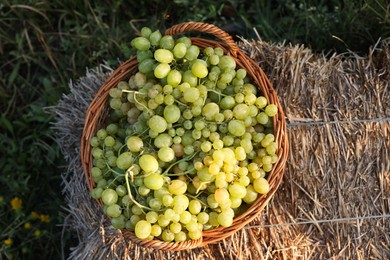 Photo of Ripe grapes in wicker basket outdoors, top view