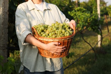 Photo of Farmer with wicker basket of ripe grapes in vineyard, closeup. Space for text