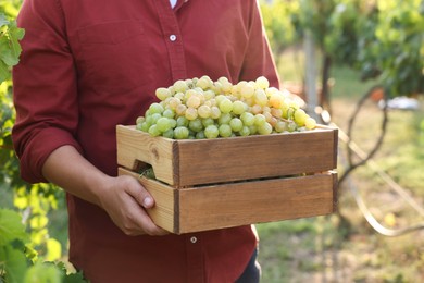 Photo of Farmer holding wooden crate with ripe grapes in vineyard, closeup