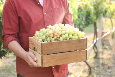 Photo of Farmer holding wooden crate with ripe grapes in vineyard, closeup