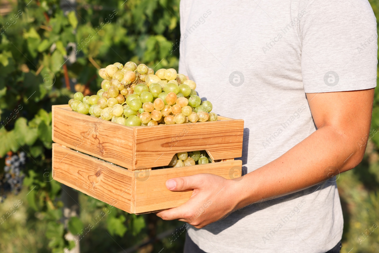 Photo of Farmer holding wooden crate with ripe grapes in vineyard, closeup