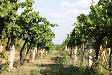 Photo of Fresh ripe juicy grapes growing on branches in vineyard