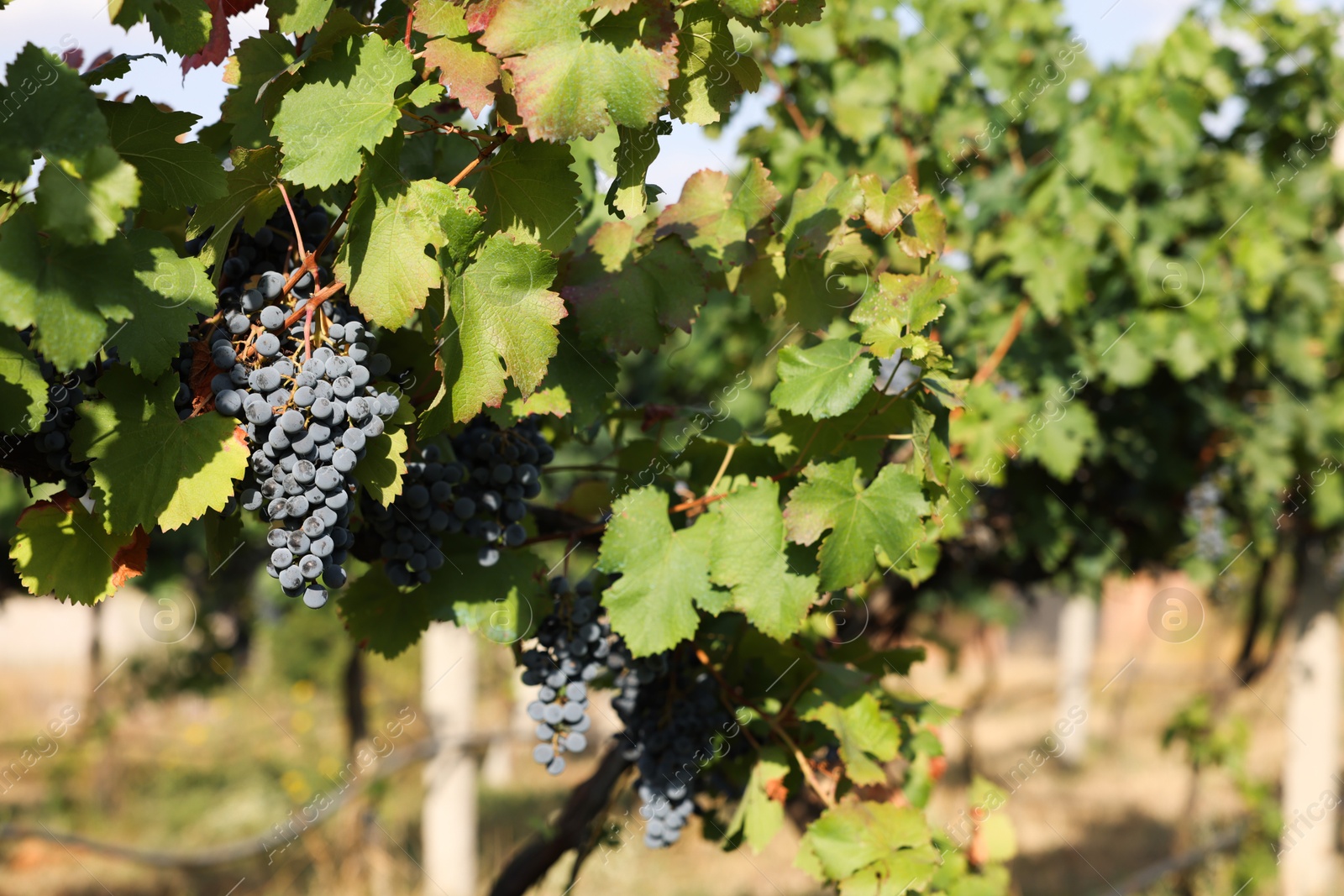 Photo of Ripe juicy grapes growing in vineyard outdoors