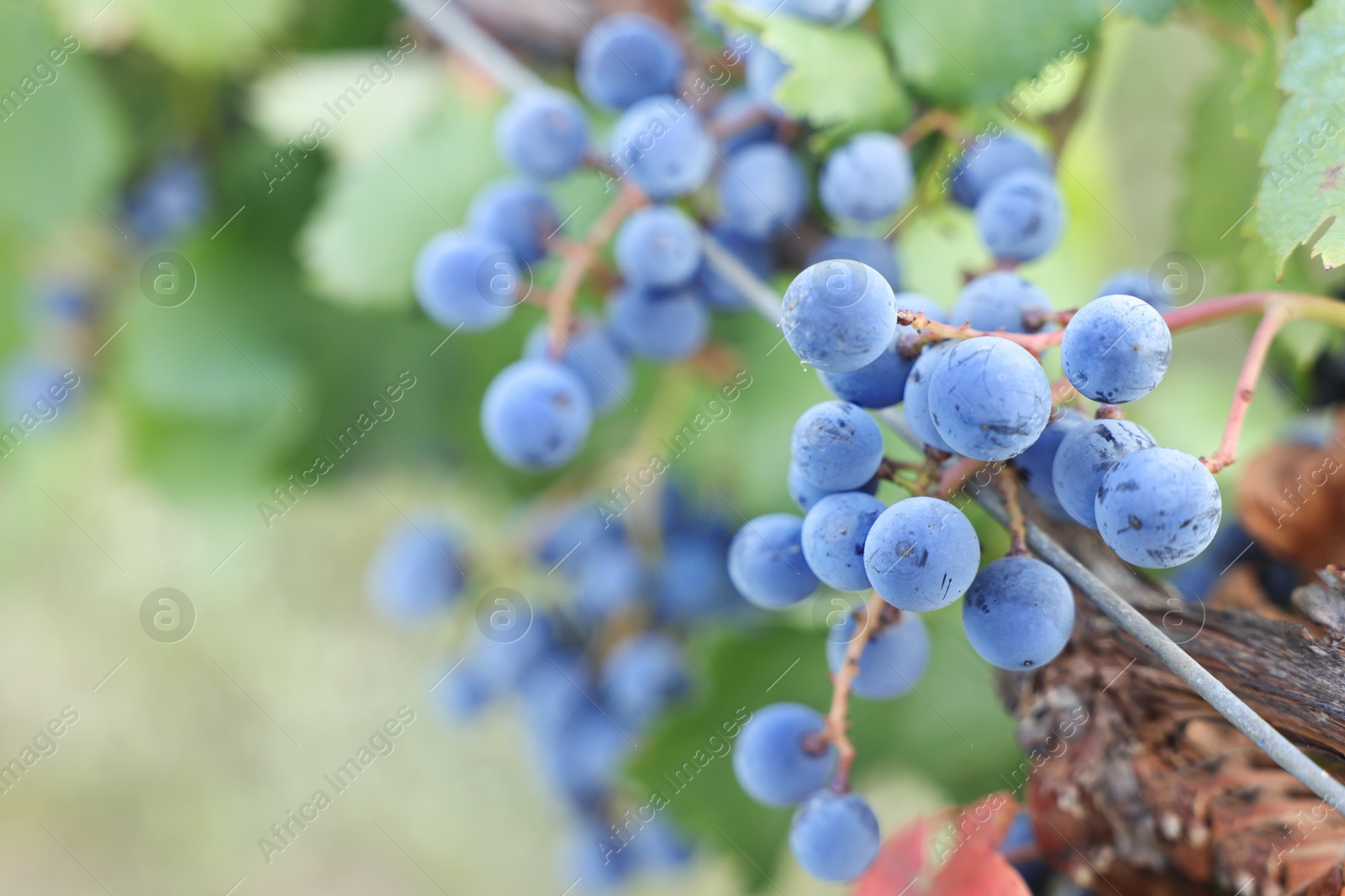 Photo of Ripe juicy grapes growing in vineyard outdoors, closeup. Space for text