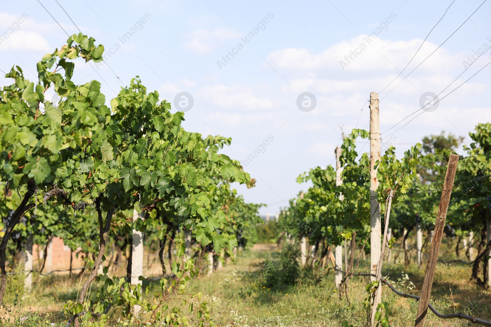 Photo of Fresh ripe juicy grapes growing on branches in vineyard