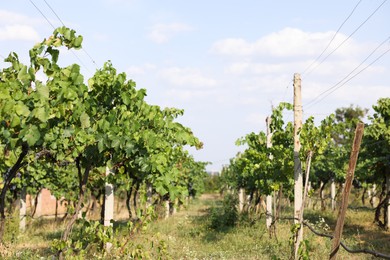 Photo of Fresh ripe juicy grapes growing on branches in vineyard