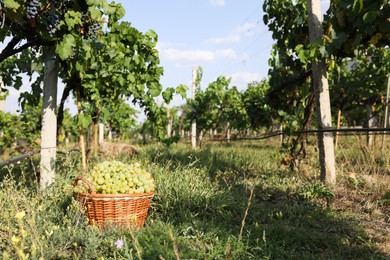 Photo of Ripe grapes in wicker basket outdoors on sunny day