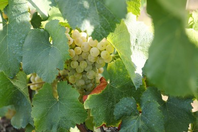 Photo of Ripe juicy grapes growing in vineyard outdoors, closeup