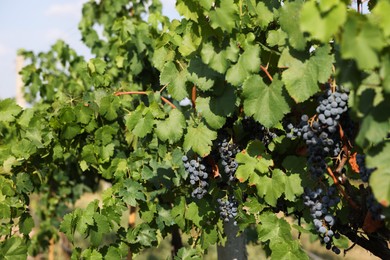 Photo of Ripe juicy grapes growing in vineyard outdoors